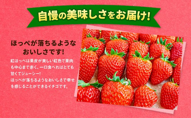 【先行予約】紅ほっぺ 1箱 2パック（合計540g以上） ※2027年2月～発送 | いちご 苺 フルーツ 果物 くだもの 果実 完熟 冷蔵 守谷市産 茨城県 守谷市