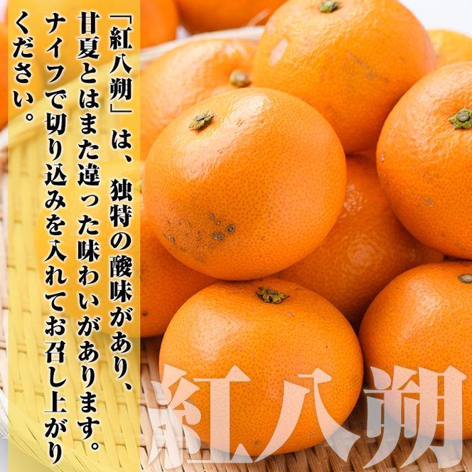 ＜先行予約受付中！2027年2月上旬以降順次発送予定＞訳あり！まなべみかん園の紅八朔(約10kg) 国産 鹿児島県産 阿久根市産 柑橘類 みかん 蜜柑 果物 ミカン デザート フルーツ 数量限定 期間限定 ご自宅用 ご家庭用【有限会社まなべみかん園】akn034-03