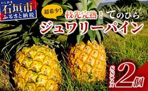 《2026年6月～8月順次発送》【先行受付】希少！濃厚！「枝元完熟・てのひらジュワリーパイン」 【 沖縄県 石垣 石垣島 パイン 果物 フルーツ パイナップル 離島のいいもの 沖縄いいもの石垣島 】OI-5