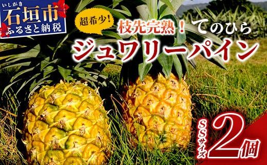 《2026年6月～8月順次発送》【先行受付】希少！濃厚！「枝元完熟・てのひらジュワリーパイン」 【 沖縄県 石垣 石垣島 パイン 果物 フルーツ パイナップル 離島のいいもの 沖縄いいもの石垣島 】OI-5