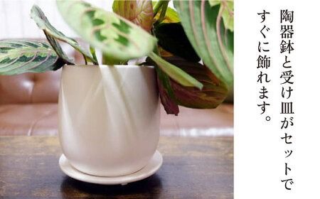 葉模様が独特で美しい 『マランタ・レウコネウラ・エリトロネウラ(ボスタス)』 糸島市 / cocoha 観葉植物 インテリア [AWB035] 観葉植物 植物 緑 インテリア グリーン 葉 リラックス ボスタス ギフト