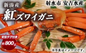 【おすすめ】紅ズワイガニ 約800g（安吉タグ付き）【安吉水産】｜ずわい蟹 ずわいガニ ズワイガニ 紅ズワイガニ 約800g ※離島への配送不可 ※2025年9月中旬～2026年3月下旬頃に順次発送予定 ※発送まで1か月以上かかる場合があります。