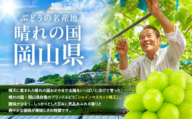 ぶどう 2026年 先行予約 シャインマスカット 晴王 1房 約700g 9月～10月発送 岡山県産 種無し 皮ごと食べる みずみずしい 甘い 瀬戸内 晴れの国 おかやま 果物大国 満天フルーツ
