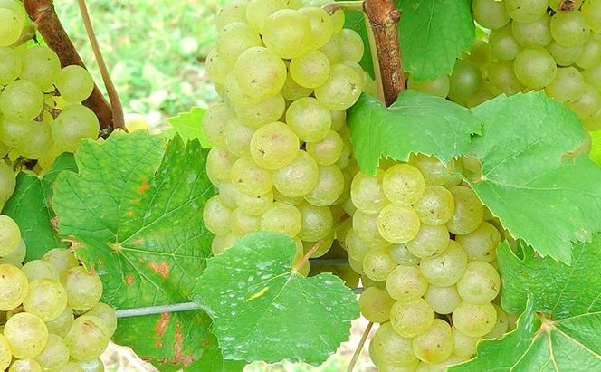 白ワイン2本セット　Chardonnay／シャルドネ 2024　長野　信州　小諸市ワイン　白ワイン