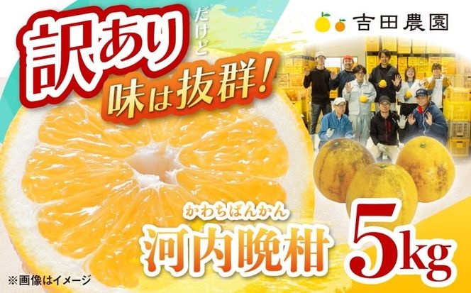訳あり 河内晩柑5kg（家庭用） ＜ 柑橘 希少 果物 国産 フルーツ みかん 蜜柑 訳あり 家庭用 和製 グレープフルーツ ブランド 愛媛 果実 ビタミン ＞ ※2026年4月上旬～8月上旬頃に順次発送予定
