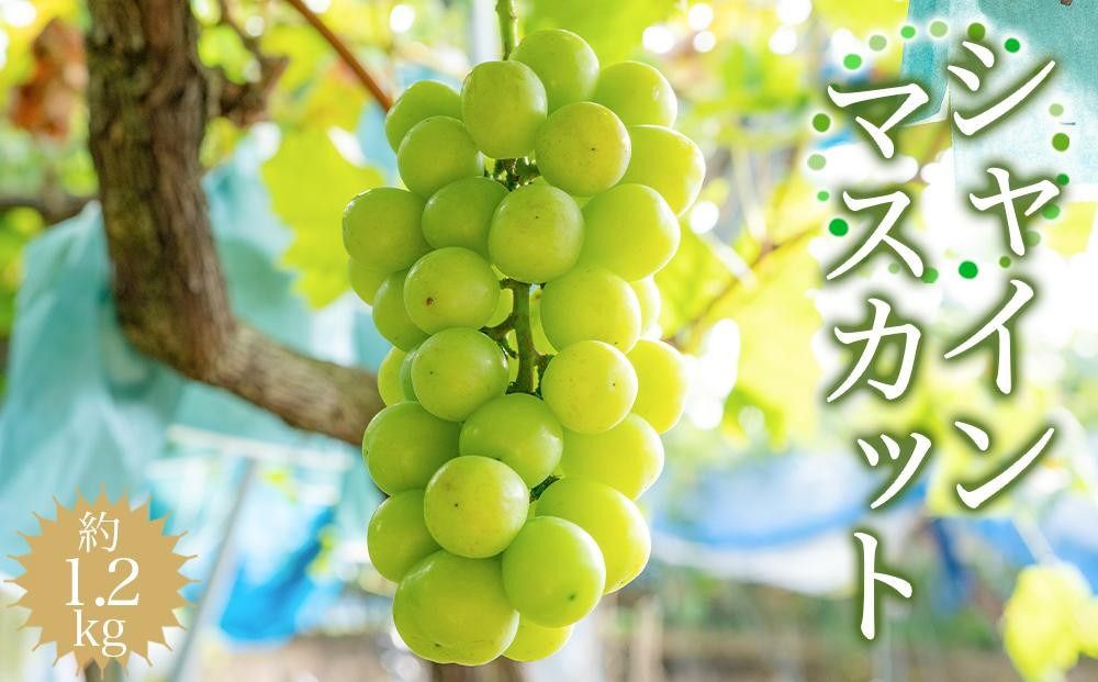 [先行予約]シャインマスカット 約1.2kg [2026年8月中旬以降順次発送]AZ07