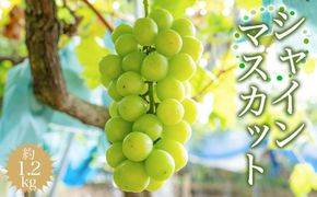 ［先行予約］シャインマスカット 約1.2kg ［2026年8月中旬以降順次発送］AZ07  