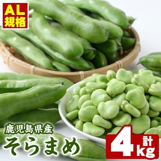 ＜先行予約受付中！2026年4月中旬以降順次発送予定＞春の味覚の鹿児島県産そらまめ(4kg) 大容量 国産 野菜 そら豆 ソラマメ セット 詰合せ 詰め合わせ 旬 ベジタブル 期間限定 AL規格 国産 鹿児島県産 阿久根市産 冷蔵【鹿児島いずみ農業協同組合】akn018-11