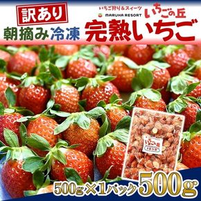 まるは食堂 マルハリゾート いちごの丘 『訳あり』 完熟 冷凍いちご 500g | 訳あり いちご イチゴ 冷凍 国産 完熟 スムージー ジャム ヨーグルト シャーベット デザート アイス おやつ 果物 フルーツ 愛知県 美浜町 ※北海道・沖縄・離島への配送不可