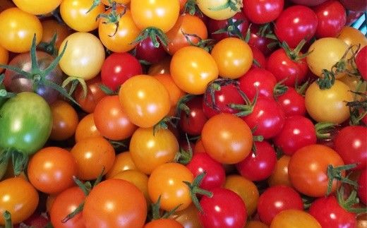 ひばり農園の無農薬ワクワク野菜セット《6月より発送開始》 【289】