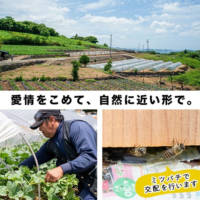 ＜先行予約受付中！2026年6月以降順次発送予定＞鹿児島県産！南国グリーンメロン(3Lサイズ×4個) メロン めろん 果物 スイーツ デザート フルーツ 【あくね旬の店いきいき館】akn015-18