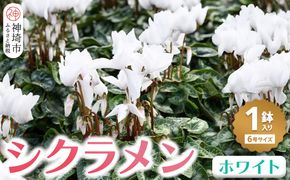 【先行受付11月20日より発送 数量・期間限定】鉢花 シクラメン ホワイト6号鉢【シクラメン 冬のギフト ふるさと納税】(H069112)