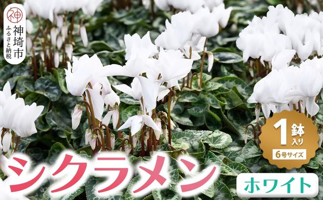 yꌧ_szyst1120蔭 ʁEԌz VN zCg6yVN ~̃Mtg ӂ邳Ɣ[Łz(H069112)