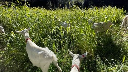 【体験型返礼品】ヤギの飼育員さん体験コース（来場/3時間）2名