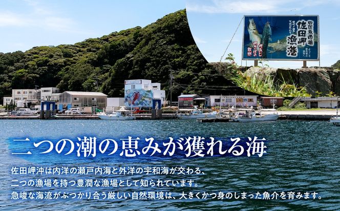 愛媛県三崎産　ひじき　50g×2 IKTJ026