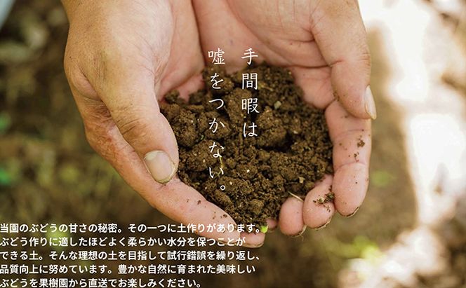 厳選 ニューピオーネ 2房 合計1.0kg以上 産地直送 朝採れ ぶどう 葡萄 Kawahara Green Farm 岡山県産 2026年 果物 フルーツ 甘味 酸味 さっぱり 大粒 種なし 人気 甘い 