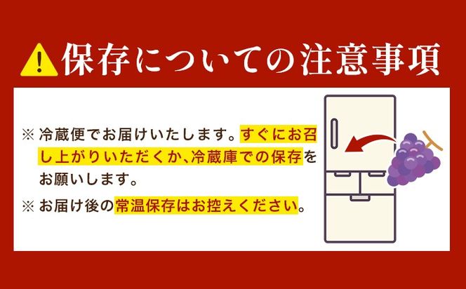 ぶどう ピオーネ オーロラブラック 計2房 1kg 以上 《8月下旬-9月中旬頃出荷》 たかたかファーム ブドウ 葡萄 黒系 果物 フルーツ ギフト 岡山県 笠岡市---T-34---