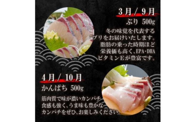 定期便 6回 刺身 鮮魚 冷凍 真空 パック 旬 かつお タイ ブリ 愛南ゴールド真鯛 シマアジ カンパチ 高級魚 鰤 鰹 鯛 縞鯵 勘八 魚 魚介 魚介類 海鮮 海鮮食品 おかず おつまみ 新鮮 天然 養殖 ハマスイ 愛南町 愛媛県