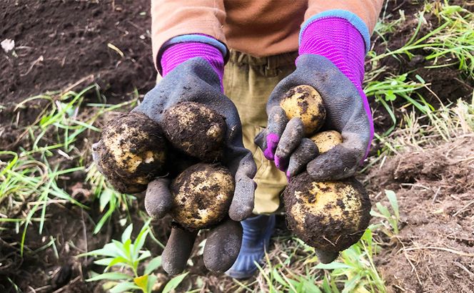 北海道十勝 ミナイカシのワイルドジャガイモおまかせ2種 計3kg 【栽培期間中農薬不使用】自然栽培 じゃがいも【 芋 いも ジャガイモ 野菜 食品 人気 産直 産地直送 北海道 幕別 】