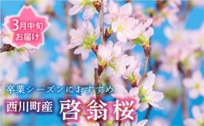 FYN9-452 【2027年3月中旬お届け】 山形県 西川町産 啓翁桜 1束(80cm×10本) 2027年3月中旬から順次発送 学校 卒業 卒業式 春 桜 さくら サクラ 花 フラワー 飾り 山形県 西川町 月山