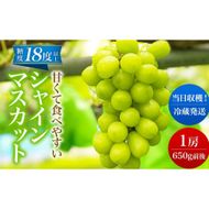 【 先行予約 】 シャインマスカット 1房 650g前後＜出荷時期：2026年10月上旬～10月中旬ごろ＞【 数量限定 期間限定 果物 果物類 フルーツ ぶどう ブドウ 葡萄 マスカット 秋田 にかほ 】