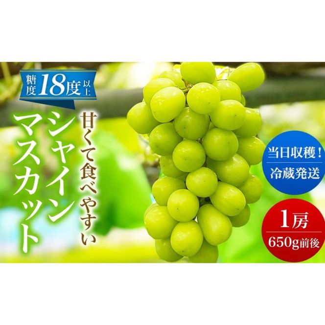 【 先行予約 】 シャインマスカット 1房 650g前後＜出荷時期：2026年10月上旬～10月中旬ごろ＞【 数量限定 期間限定 果物 果物類 フルーツ ぶどう ブドウ 葡萄 マスカット 秋田 にかほ 】