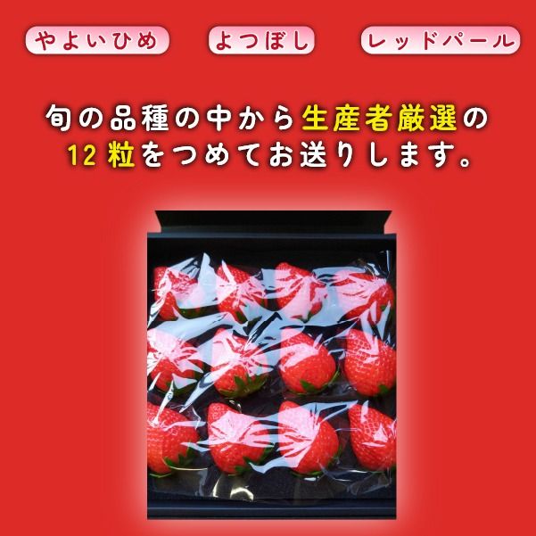 【生産者厳選】新鮮採れたて プレミアムいちご 12粒（苺 イチゴ いちご 大粒 フルーツ 2026 産地直送 贈答用 プレゼント 限定）