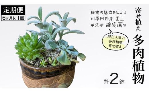 寄せ植え 多肉植物 【 半年に1回お届け（全2回お届け）】 植物 観葉植物 インテリア 多肉 定期便