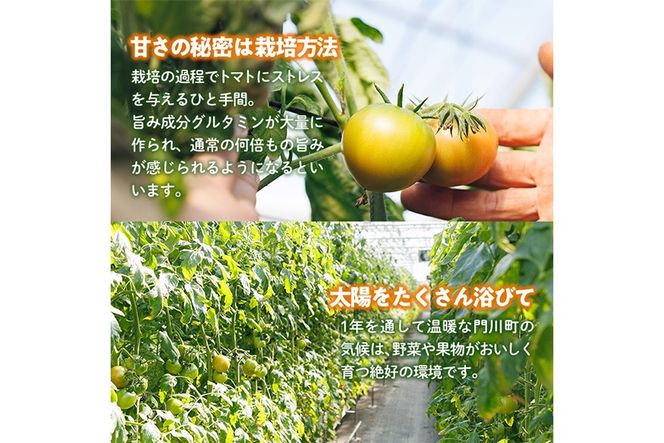 門川ひなたのトマト(800g×2箱) 高糖度 トマト フルーツトマト 野菜 旬野菜 冷蔵 門川町産 宮崎県 門川町 【宮崎県農業協同組合日向地区本部(門川選果場)】【TM-02】