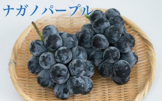 ［3回定期便］ 高級ぶどう食べ比べ定期便 約1kg × 3回 合計約3kg ［小布施屋］ フルーツ 果物 くだもの ぶどう 葡萄 ブドウ クール便 冷蔵 お楽しみ ナガノパープル クイーンルージュ_ シャインマスカット 令和8年産 【2026年9月上旬～11月上旬発送】