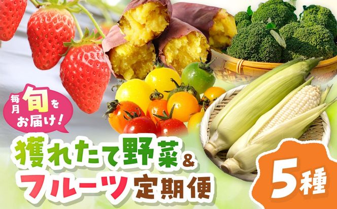 まつみやファーム獲れたて野菜・フルーツ5種定期便 ふるさと納税 果物 くだもの フルーツ ふるーつ 野菜 やさい 芋 穀物 紅はるか さつまいも いちご イチゴ 苺 ホワイトコーン 農家応援 生産者応援 送料無料　MY00022