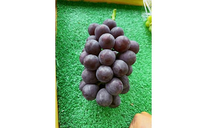 【先行予約】樹上完熟種無しピオーネ1.2kg（2～3房）（2026年9月上旬～発送） ふるさと納税 ぶどう ブドウ 葡萄 ふるさと納税 先行予約 ふるさと納税 フルーツ くだもの 果物　BF00018