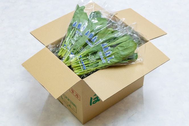 AI328 定期便 12回 ほうれん草 30束 [ 野菜 ホウレン草 やさい ホウレンソウ 冷蔵 葉物野菜 田中農園 長崎県 島原市 ]