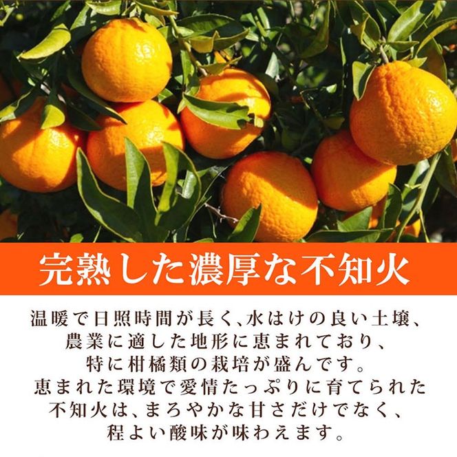 紀州有田産不知火(しらぬひ) 2.5kg