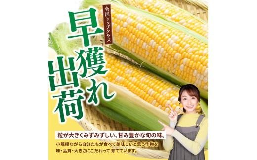 ※送付内容が選べる※【令和８年発送】SUNちゃん農園産「ドルチェドリーム（サイズ指定不可）」 【 とうもろこし ドルチェドリーム トウモロコシ 令和8年発送 数量限定 期間限定 】 [C13101 C13102 C13103]