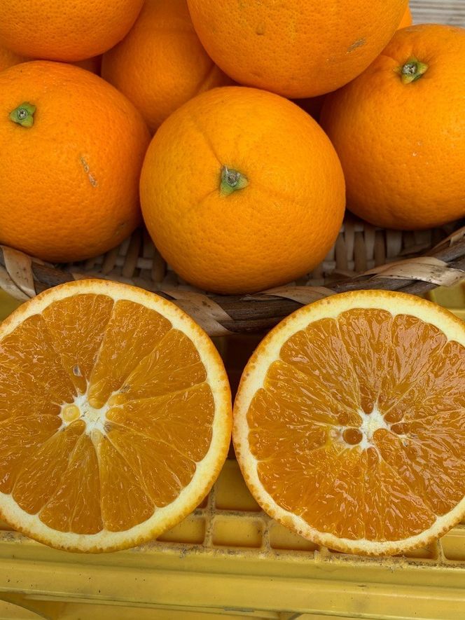 完熟ネーブルオレンジ 赤秀品 5kg（М・L・2L/サイズ指定不可） CC26