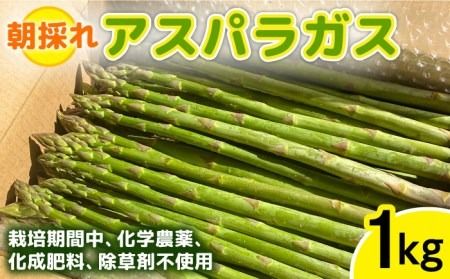 [先行受付]栽培期間中農薬不使用! 朝採れのアスパラガス 1kg [2026年3月中旬以降順次発送]糸島市 / 髙橋農園 [ANM001] アスパラガス 1kg 野菜 やさい 期間限定 アスパラ 予約 産地直送
