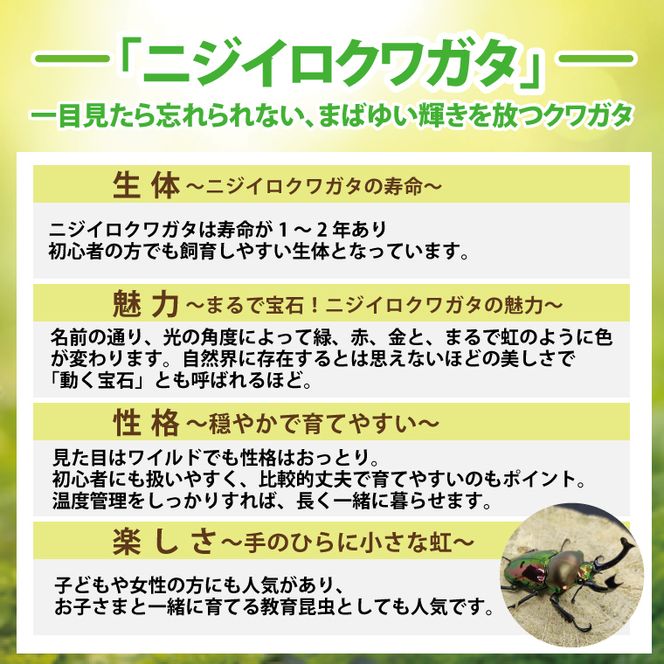 ニジイロクワガタ オスメス ペア飼育セット（60ミリupペア）【クワガタ クワガタムシ 昆虫 虫 国産 飼育 セット 夏休み 自由研究 鹿嶋市 茨城県】（KBY-13）