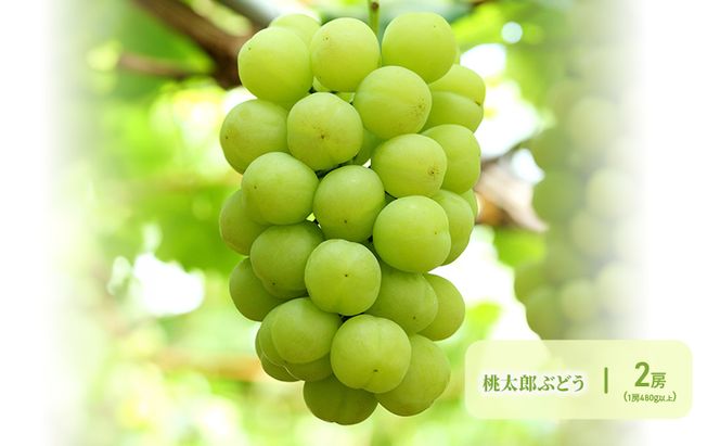 フルーツ 2026年 先行予約 晴れの国 岡山 の フルーツ 定期便 6回コース 岡山県産 桃 もも 葡萄 ぶどう 梨 なし 