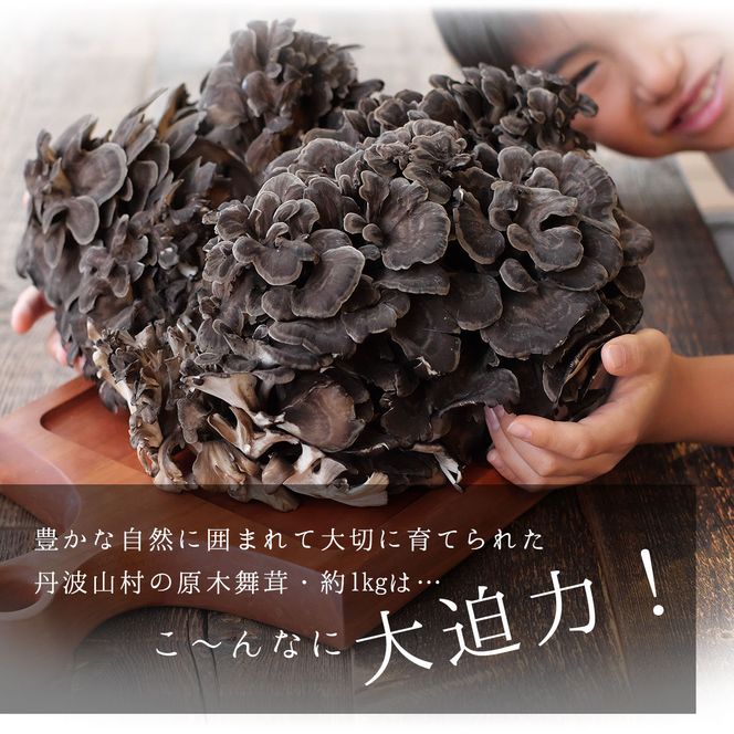 【2026年発送分先行予約】丹波山村産 原木舞茸 約1kg 2026年秋頃より順次発送予定 / 丹波山名産 希少 無農薬 無添加 舞茸 まいたけ マイタケ 原木栽培 きのこ キノコ 産地直送【tab0225-1000】