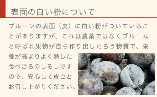 長野県産 旬のプルーン 約2kg ［小布施屋］ 生プルーン 果物 フルーツ 令和7年産 【2025年8月上旬～9月発送】 ［A-219］