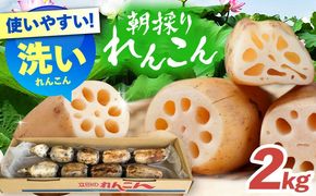 ＼朝採れ／ 洗いれんこん 2kg レンコン 蓮根 産地直送 野菜 愛西市 / 山三レンコン 【配達不可：離島】[AEBK005]