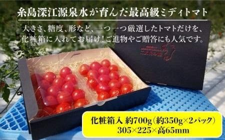 【先行予約】【二丈岳の滴】化粧箱入り トマト 約350g×2パック 【2024年11月以降順次発送】糸島市 / 株式会社さいかい [AFL001] トマト とまと