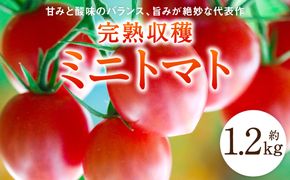 【甘みと酸味のバランス、旨みが絶妙な代表作】完熟収穫ミニトマト 約1.2kg トマト 甘い 野菜 旬 サラダ