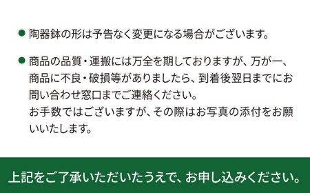 シルバーグリーンの斑模様が美しい『 スキンダプサス 』 糸島市 / cocoha 観葉植物 [AWB030]