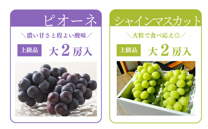 【2026年先行予約】ピオーネとシャインマスカット、特大２房入の２回便！(定期便) (岡山県産)【KF-T055-02】