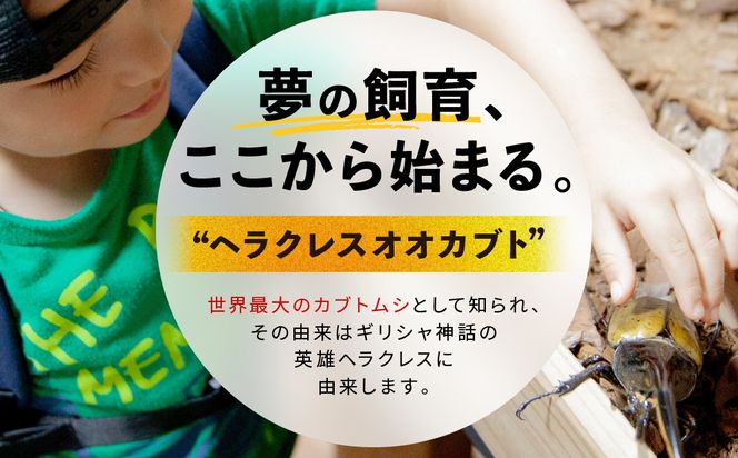 ヘラクレスオオカブト メス 1匹 サイズフリー　※配送不可地域あり 304018_CW007