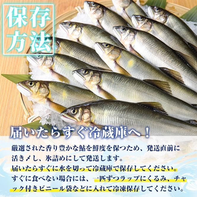 【北海道・離島不可】＜先行予約受付中！2025年6～8月の間に発送予定＞生若鮎(約1kg・12～16匹) 鮎 冷蔵 若鮎 生き〆 生きシメ 国産 門川町産 宮崎県産 塩焼き あゆ 川魚 養殖 香魚 期間限定 【ME-01】【米良水産】