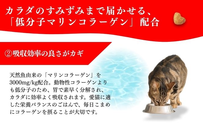 日本ペットフード ビューティープロ キャット 避妊・去勢後用 560g（80g×7袋入）×10袋（ケース） キャットフード