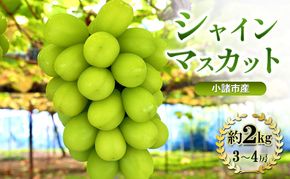 シャインマスカット 先行予約 約2kg 3～4房 果物 フルーツ ぶどう 大粒 甘い 完熟